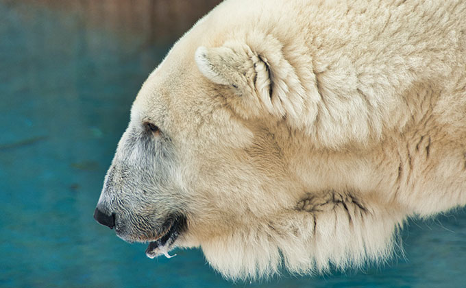 side view of a polar bear's head